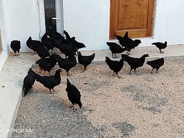 ayam serama: Xoruz, Indonesiya, il: 1 — 1