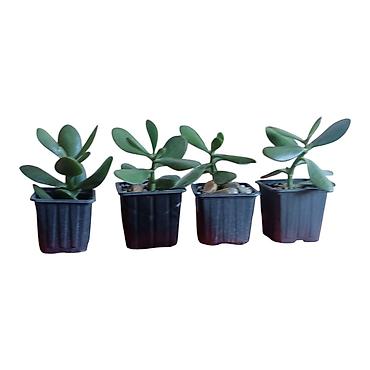patuljasta banana: Sukulenti – Crassula ovata (drvo novca), mlade biljke u plastičnim — 2