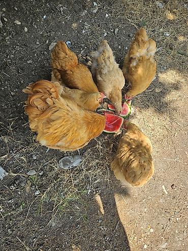 kuban toyuqlari: Toyuq, Orpington, Yumurtalıq, Ödənişli çatdırılma — 3