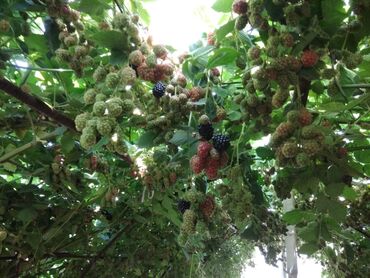 Фрукты и ягоды: Саженцы Ежемалины!!! " Сорт ТорнФри " Без шипов и колючек .Этот сорт — 6