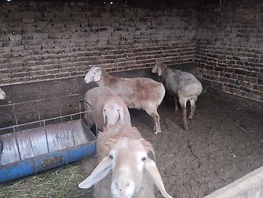 Баран, овца: Продаю | Баран (самец) | Для разведения | Осеменитель — 4