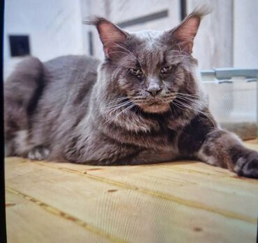 Коты: Вязка кот породы мейкун
