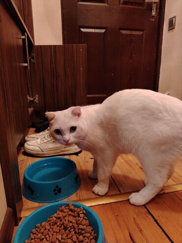 Pişiklər: Şotland yastı qulaq, Erkək, Yaxşı əllərə, Ünvandan götürmə — 6