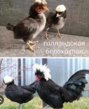яйца гусинные: Продаю | Инкубационные яйца | Для разведения