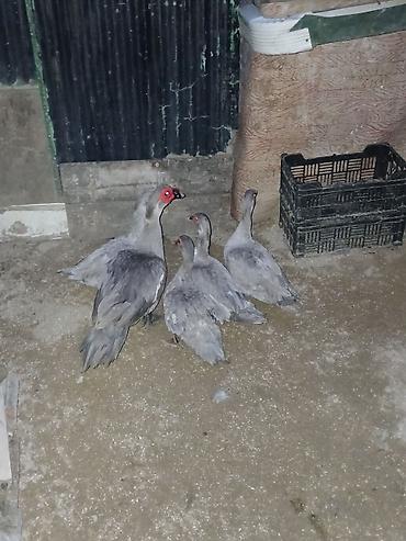 Ördəklər: Lavandalar 4 dişi 1 Erkək damazlıq heyvanlardı — 3
