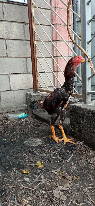 Птицы: На продажу два петушка дакан хороших кровей — 7