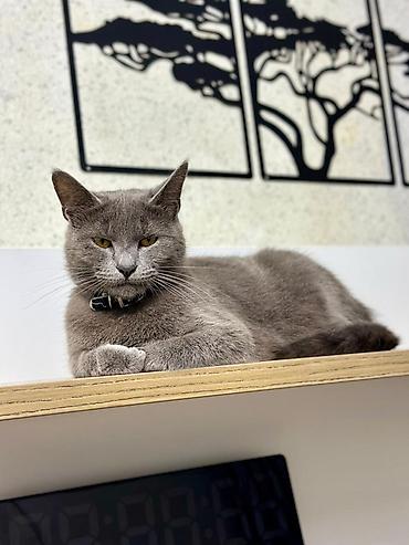 вислоухий кот: Русская голубая, Самка — 3