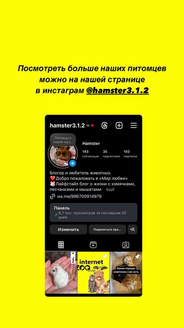 Хомяки: Продаются хомячки джунгарские, сирийские, ангорские пушистые хомячки — 13