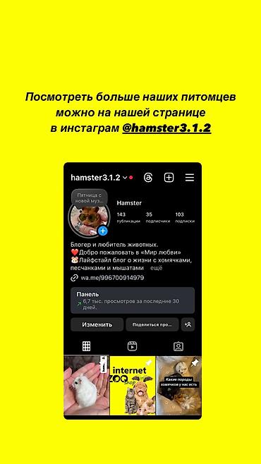 аренда животных: Продаются ручные хомячки сирийские, джунгарские, ангорские пушистые — 9