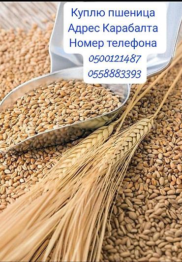 буудай фото: Закупка пшеницы. Локация: Кара-Балта. Ищем предложения по пшенице от — 1