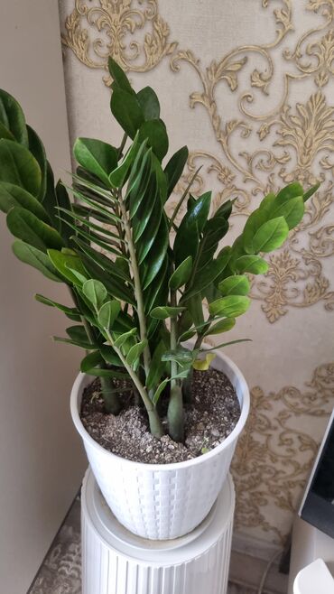 Фикусы: РАСПРОДАЖА ДОМАШНИХ ЦВЕТОВ, СРОЧНО НЕДОРОГО ЦВЕТЫ КОМНАТНЫЕ Продаю — 30