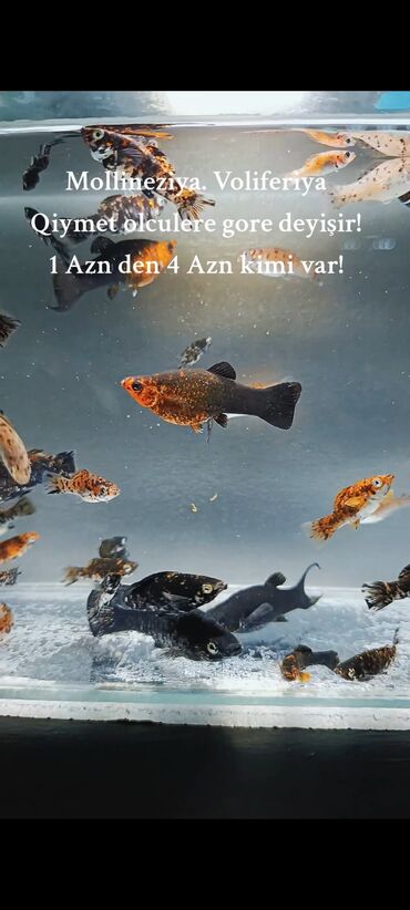 Balıqlar: Molinezi, Sülhsevər, Ünvandan götürmə, Ödənişli çatdırılma