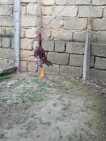 balaca it cinsi: Heyrati temiz samo cinsi 7 ayliqdi rengi qirmizi kuldu — 2