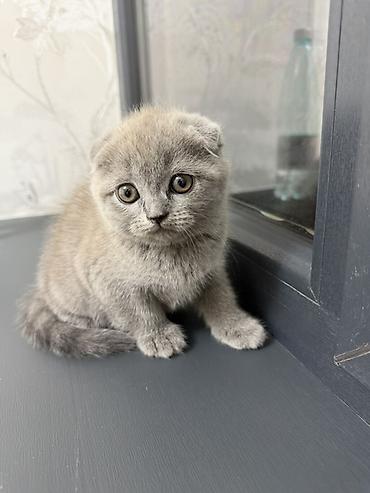 британская вислоухая кошка: Британская короткошёрстная, 2 месяца, Девочка, Приучена к лотку — 3