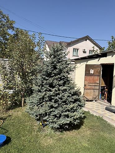 Продаётся голубая ель (ель колючая) 🌲 Красивое, взрослое дерево
