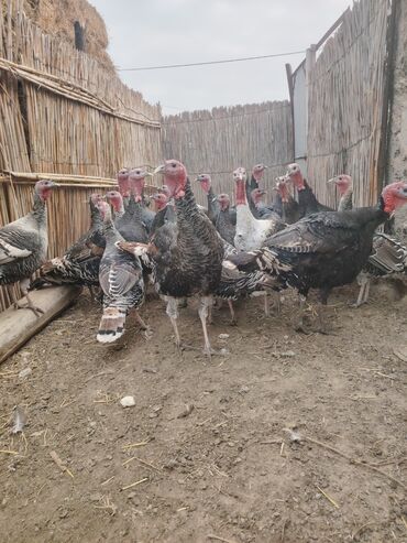 Hinduşka: Salam aleykum Bu ilki hinduskalardir kentde yetisdirilib tebii — 5