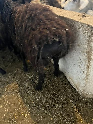 Баран, овца: Продаю | Овца (самка) | Для шерсти | Ярка — 9