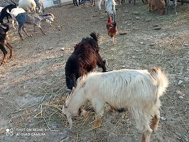 cins toyuqlarin satisi: Ana bala Sani cavan heyvadır balası 5aylıqdır erkək diri cəki 26kq — 7