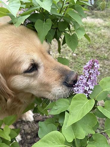 çoban iti adları: Retriever, 5 il, Erkək, Cütləşmə üçün — 4