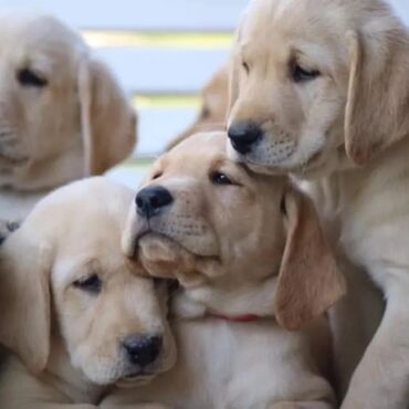 balaca it cinsleri: Labrador-retriver, 3 ay, Erkek, Peyvəndli, Ünvandan götürmə