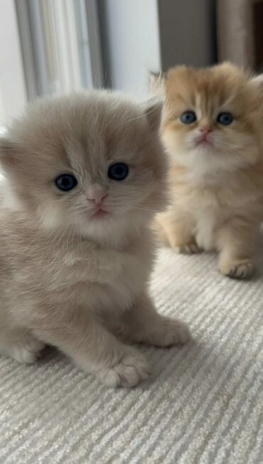 cins inekler azerbaycanda: Britan, Yaxşı əllərə