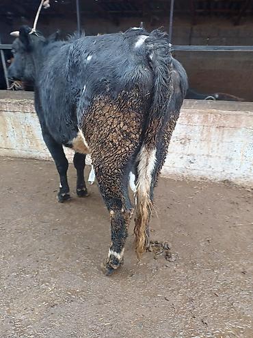 Коровы, быки: Продаю | Корова (самка) | Голштин | Для молока | После отела — 7