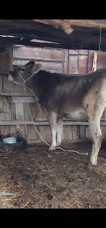 домик для животных: Сатам | Уй (ургаачы), Кунаажын, Музоо | Швиц | Сүт алуу үчүн, Көбөйтүү үчүн | Асыл тукумдуу, Бооз, Жасалма уруктандырылган