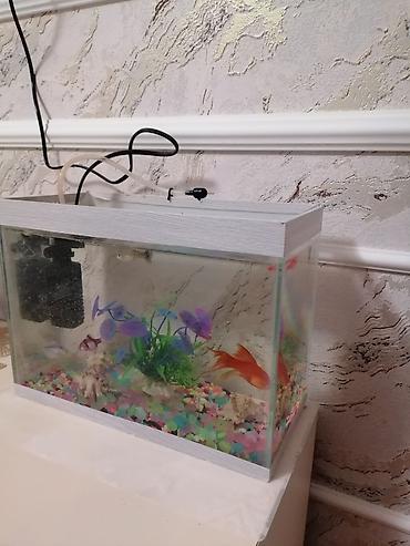 akvarium aksesuarlari: Dördbucaq akvarium, 6 l, Ünvandan götürmə — 3