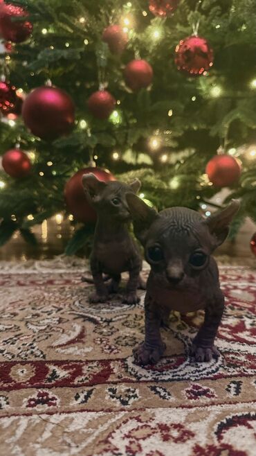 Pişiklər: Sfinks, Erkək, Dişi — 21