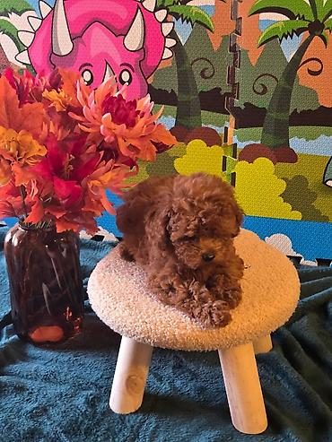 poodle mini: Pudel — 1