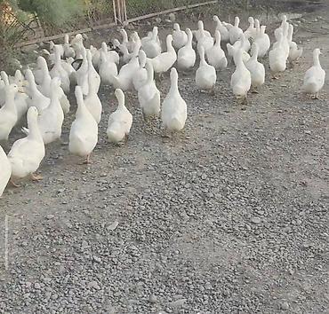 Сельхозптицы: Pekin Ördəkləri, 800dən çox ördək var kuban ördeyi, ordeklerin 200ü — 2