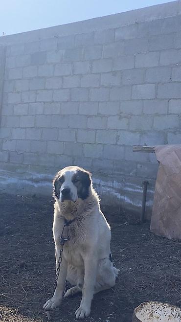 Вязка собак: Порода: среднеазиатская овчарка (алабай), . Окрас: белый с черными — 2