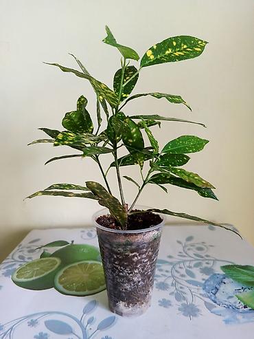 Бөлмө өсүмдүктөрү: Кодиеум (кротон) Голд Даст. Молодое растение. Самовывоз 11 — 2