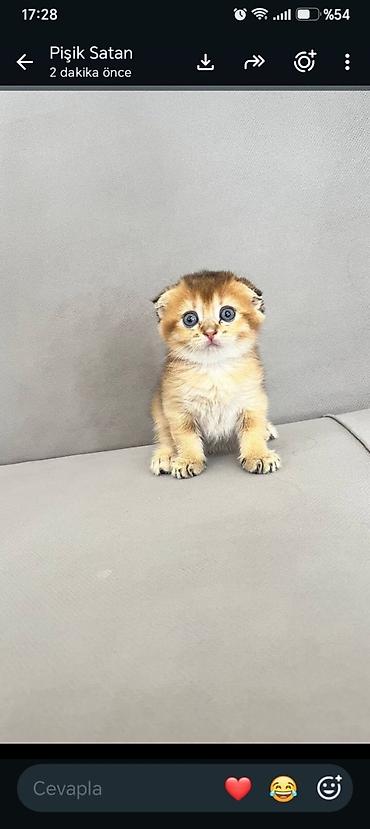 Кошки: Шотландская — 8