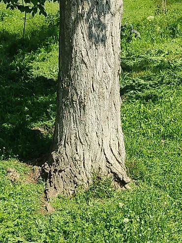 hilba bitkisi nedir: Ağcabədi rayonu – 2 ədəd hündür qovaq ağacı satılır 🌳 Ağcabədi — 3