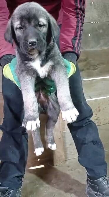 İtlər: Kanqal, 2 ay, Erkek, Peyvəndli, Ünvandan götürmə, Rayonlara çatdırılma, Ödənişli çatdırılma — 5