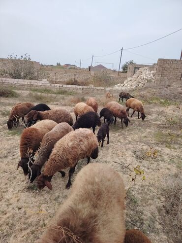 Qoyunlar, qoçlar: Qala cinsi qoyunlar razılaşma yolu ilə — 12