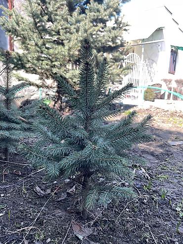 Декоративные деревья: Саженцы деревьев: Ели, Платная доставка, Самовывоз — 16