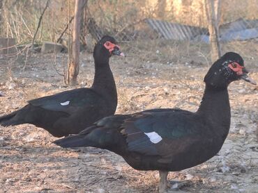 Ördəklər: Lal ördəklər satılır topdan 17 azn .Tək tək qiymətlər — 16