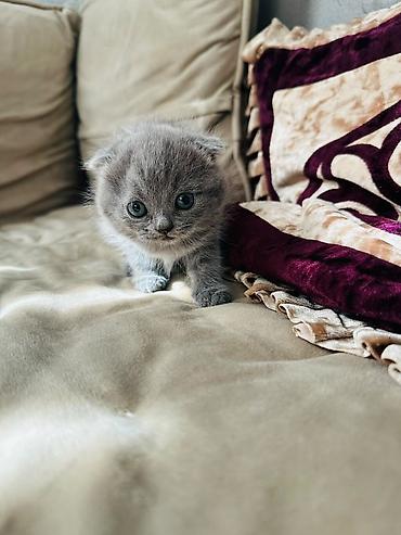 драбилка кду 2: Шотландские вислоухие котята (Scottish Fold), окрас голубой — 5