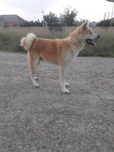 itlerin pulsuz verilmesi: Akita-inu, 1 ay, Erkek, Peyvəndli, Ödənişli çatdırılma