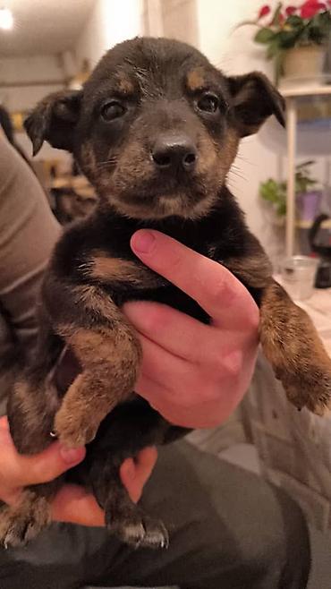 Отдам даром собаку: ПРИЮТ СОБАЧЕК большой выбор много красивых щенков и умных собак. ВСЕ — 16