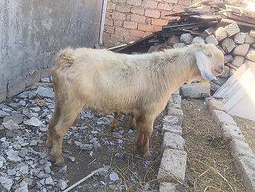 Salam Damazlıq Hələb 1 il 8 aylığ lalafo.az -da Salam Damazlıq Hələb 1 il 8 aylığ