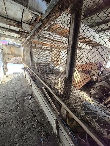 Продажа коттеджей и домов: Кант, люксембург продаю дом 15соток немецкий, 3фазка, газ, отопление — 17