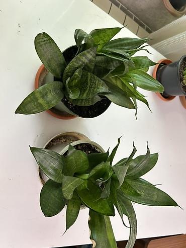 sansevieria gulu: Sansevieria (əjdaha dili) – kompakt sort - Qapalı məkanlar üçün — 3