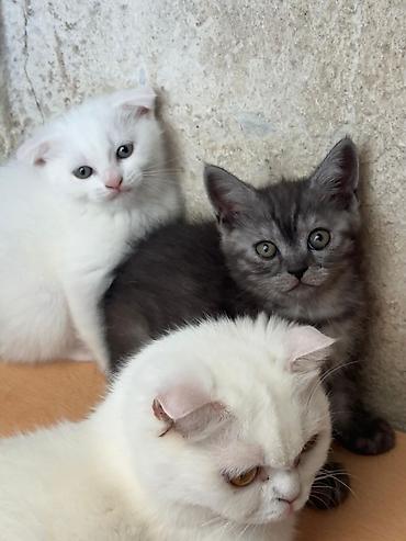 Кошки: Skotuş qıvrıqqulaq balaları - Cins: Scottish Fold (qıvrıq qulaqlı) - — 4