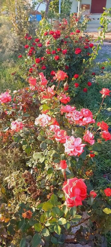 Bağ evlərinin satışı: Zeynalabdin Tağıyev, 90 kv. m, 3 otaqlı, Hovuzsuz — 9