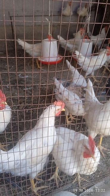 куры живые: Продаю | Петух | Леггорн | На забой — 1