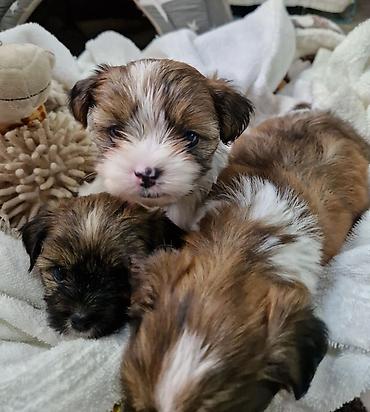 Продажа собак: ПРОДАЮТСЯ ЩЕНКИ ШИ-ТЦУ!!! 3 мальчика и 2 — 9