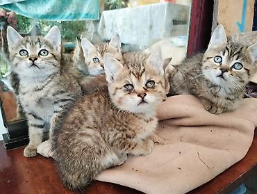 Мышыктар: Котята, тигровые табби - Возраст: примерно 1,5–2 месяца (по размеру и — 3